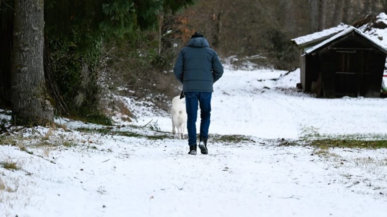 A person and dog enjoy a winter walk in snow-covered Baden-Württemberg forest.